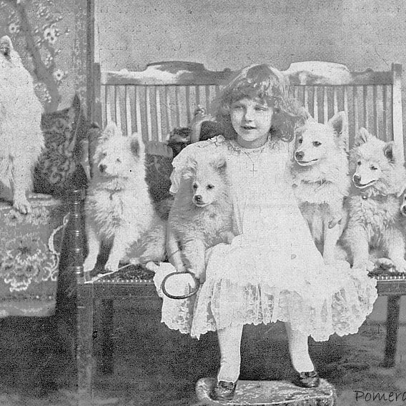 Girl with Pomeranians