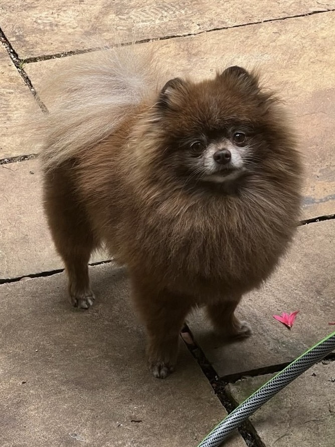 Chocolate Pomeranian