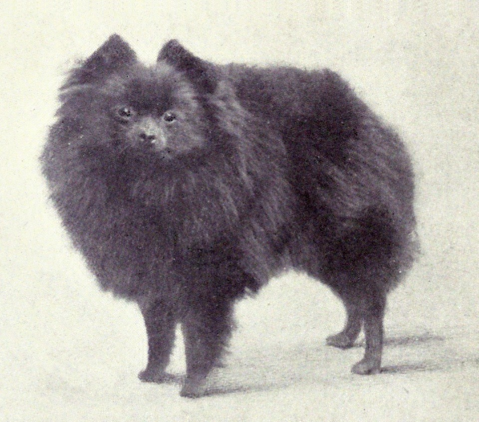 miniature Pomeranian from 1915