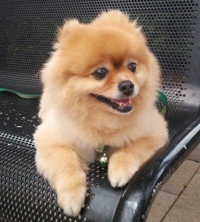 Cream Pomeranian