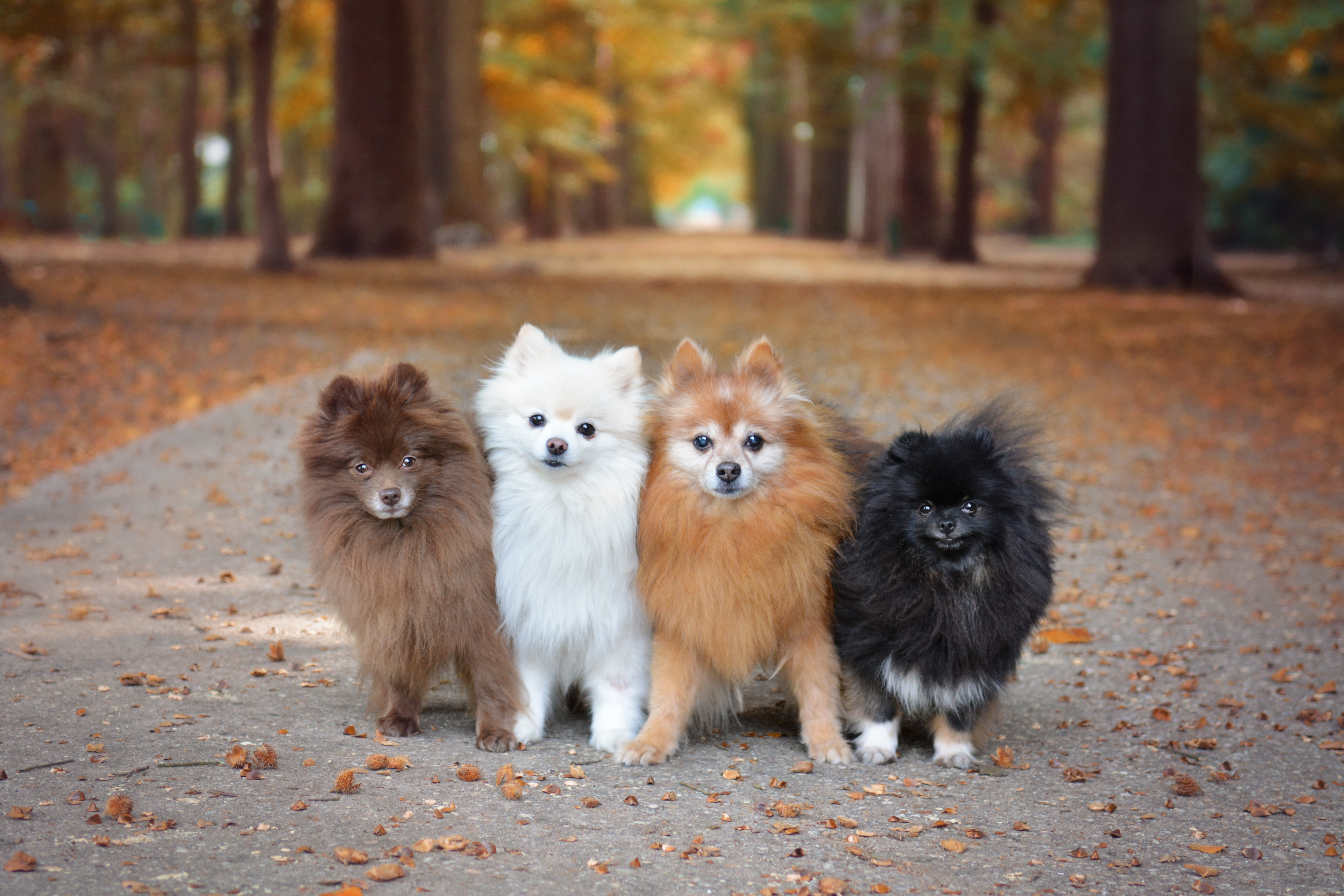 Four Pomeranians