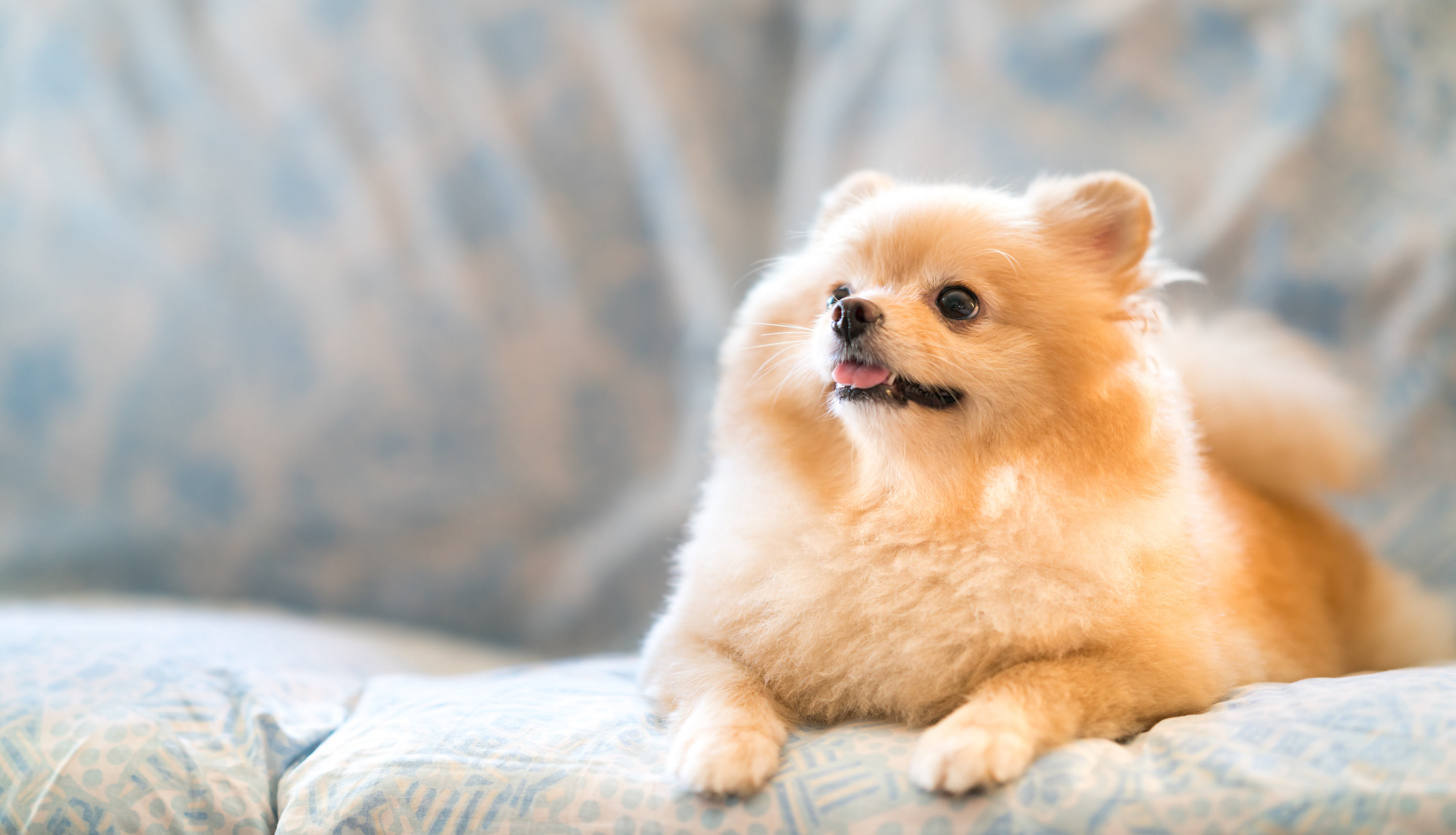 Pomeranian on a sofa