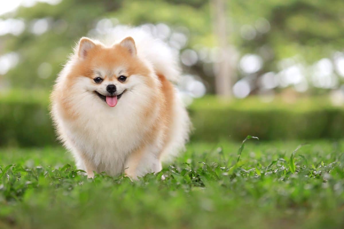 Pomeranian