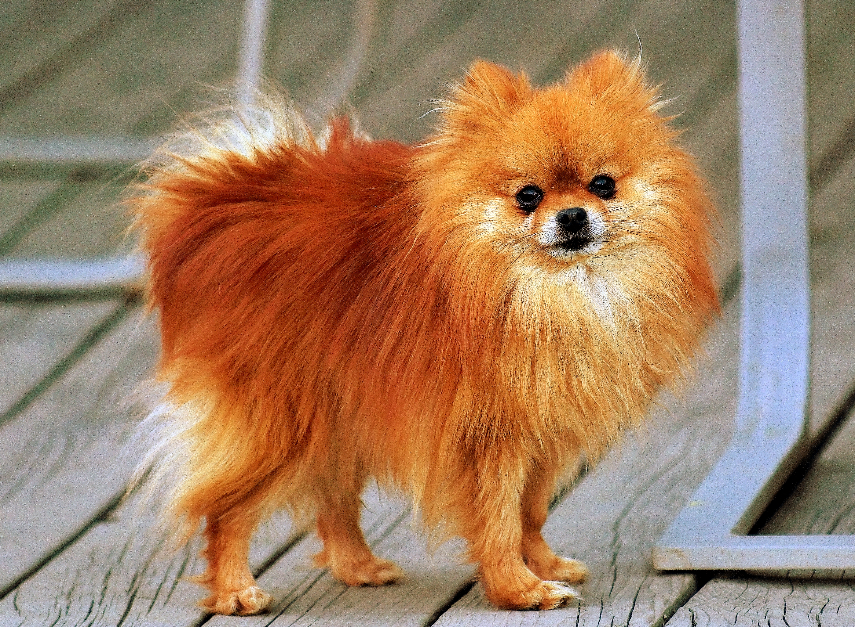 Red sable Pomeranian