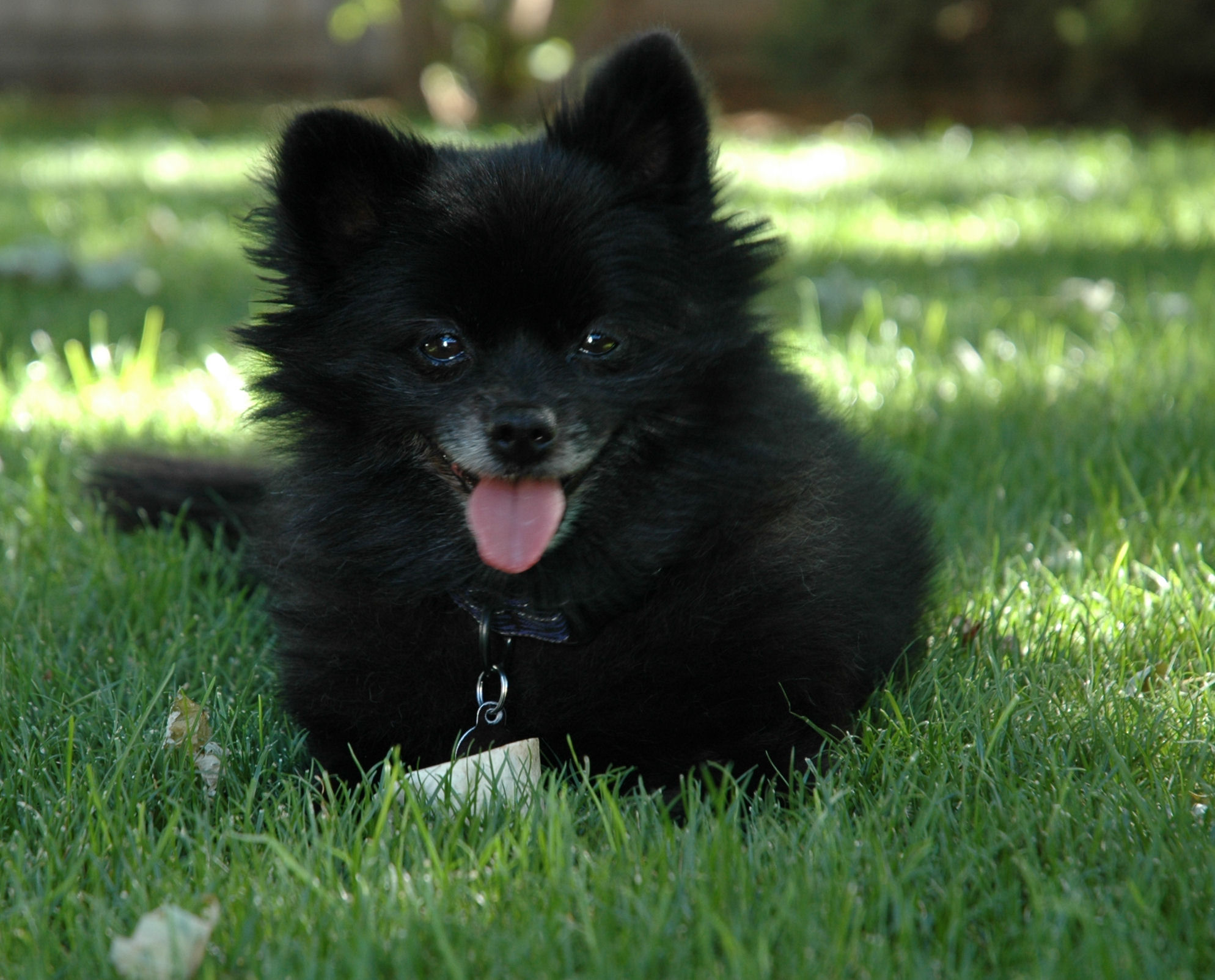 Black Pomeranian