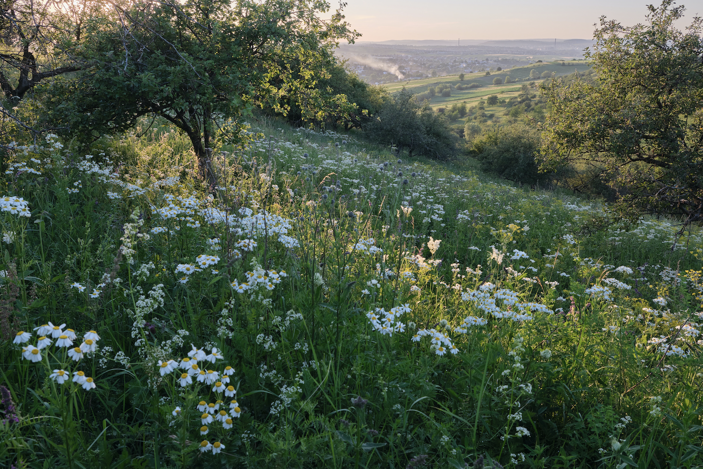 Meadow